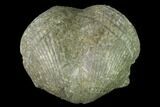 Pyrite Replaced Brachiopod (Paraspirifer) Fossil - Ohio #142148-1